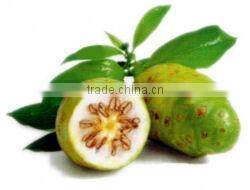 Healthy grade Noni powder bulk suppliers