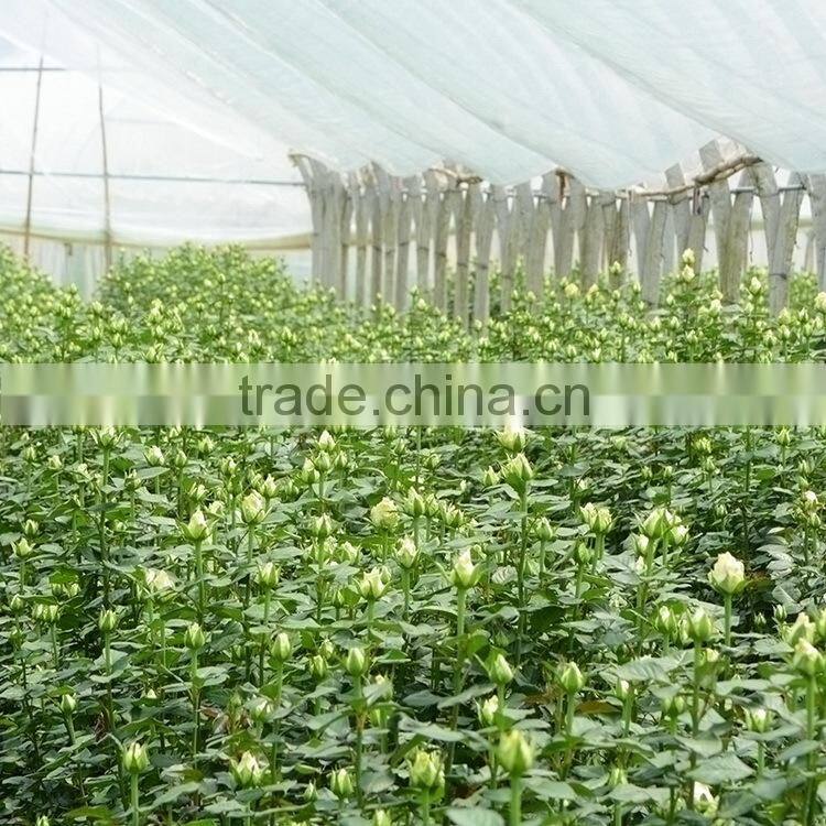 Wide variety new arrival apple hydrangea wreath