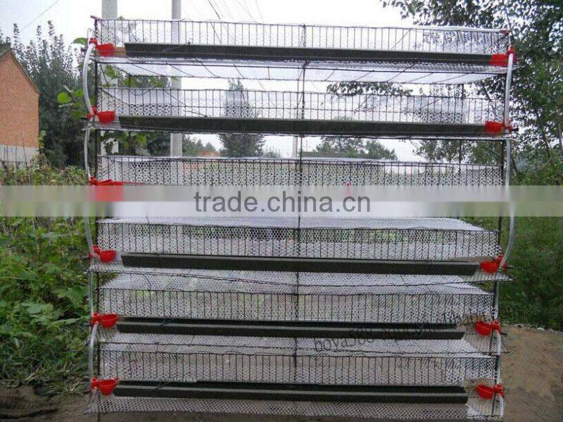 automatic quail layer cage systems with auto drinker and feeder