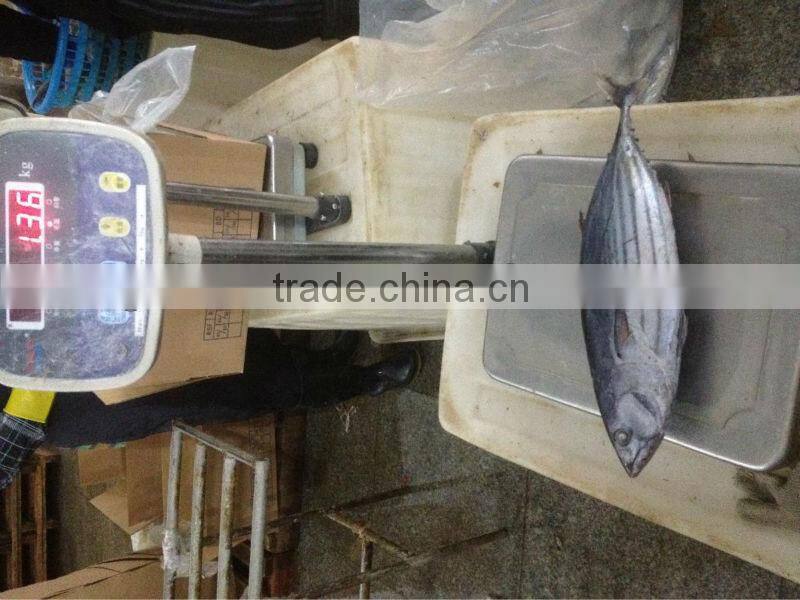 TOP Qualiyt 750g up frozen bonito tuna for market