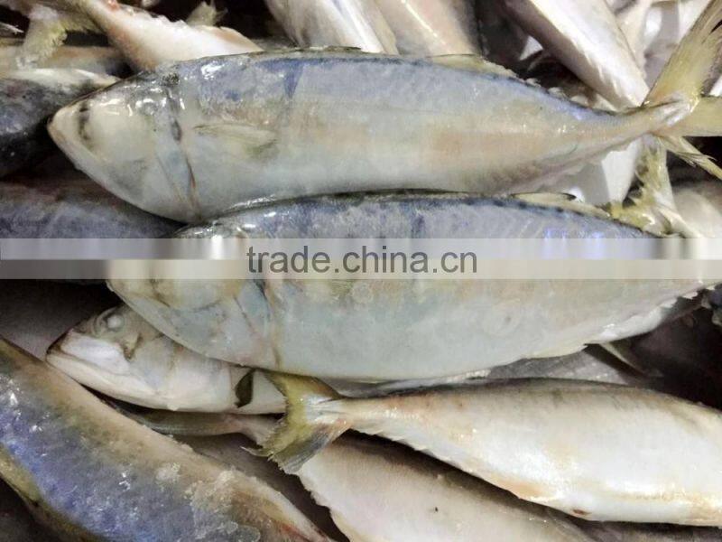 Frozen Indian Mackerel