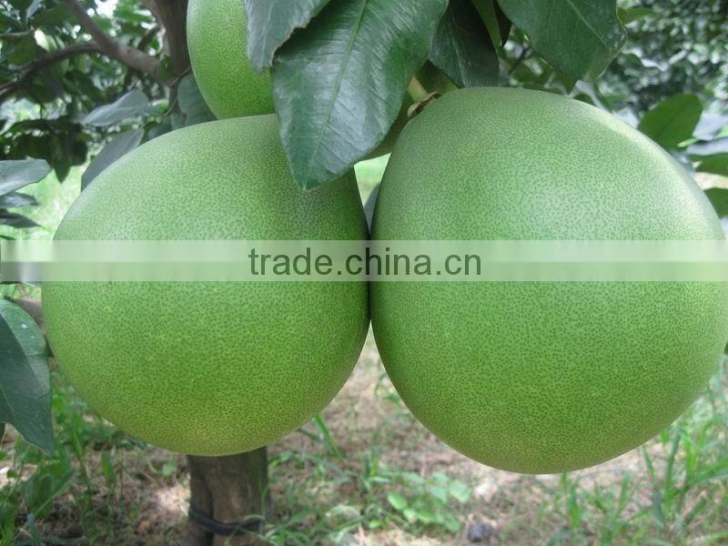 Chinese Honey Pomelo