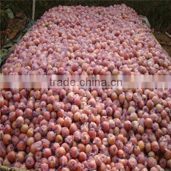 Chinese gala apple/ Gala apple for sale