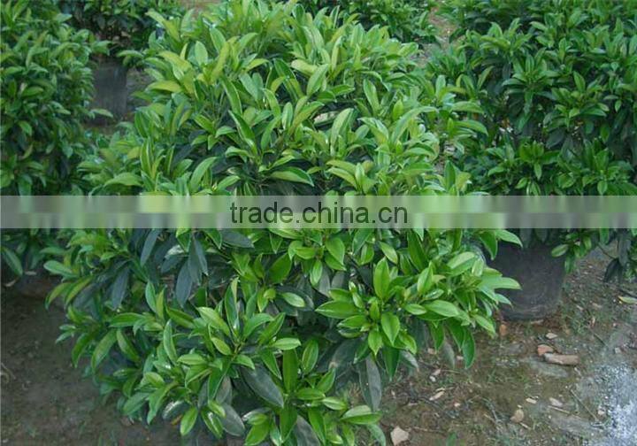 evergreen foliage Fagraea ceilanicaof outdoor indoor landscaping decorative ornamental plants