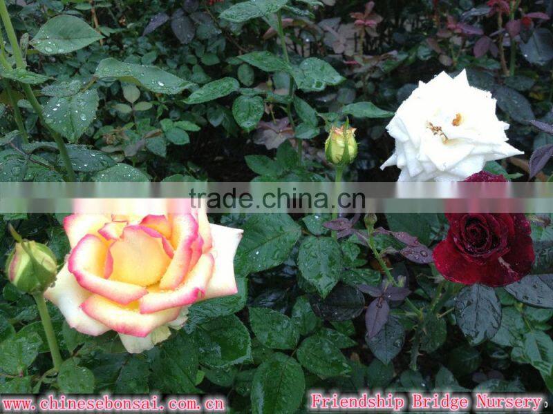 factory supply long stem fresh cut rose fresh cut flower