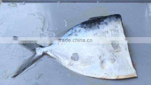 Salable Moonfishes HGT Mene Maculata