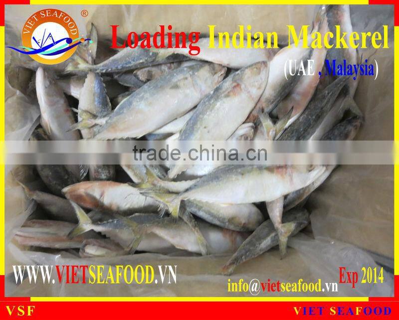 LOADING INDIAN MACKEREL