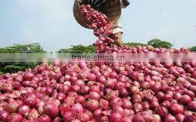 New Red onion