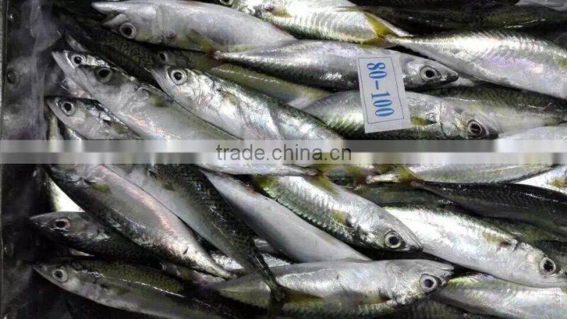 Good Quality Frozen Pacific Mackerel Fish for sale