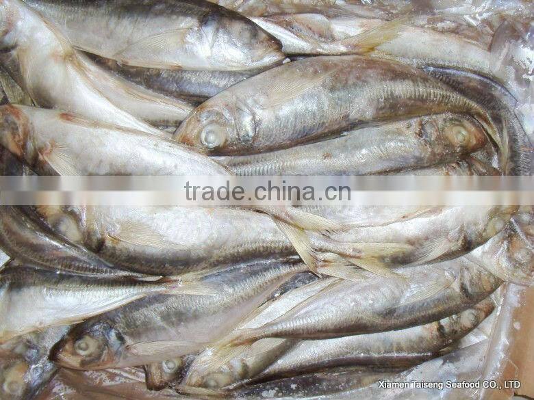 Hot Sale Mackerel Fish 20CM + Frozen Horse Mackerel