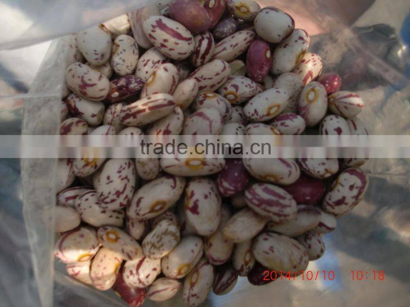 2015 new crops of light speckled kidney beans