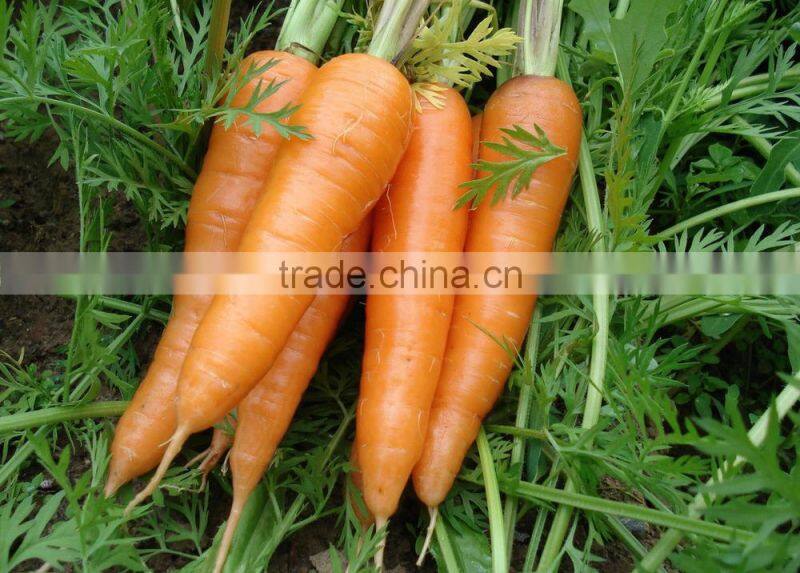 Best Quality 1%,10%, 20%, 25%, 30% Beta Carotene Powder and Granules