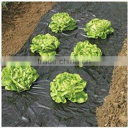 wholesale! plastic transparent mulching film with holes