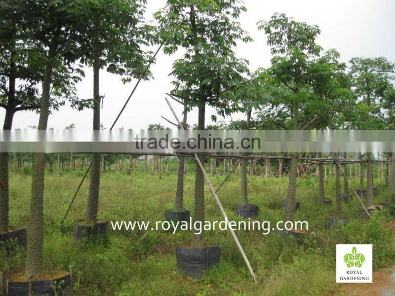 chorisia.speciosa outdoor landscaping plants