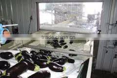 Original Fresh Eggplant made in Viet Nam- best price
