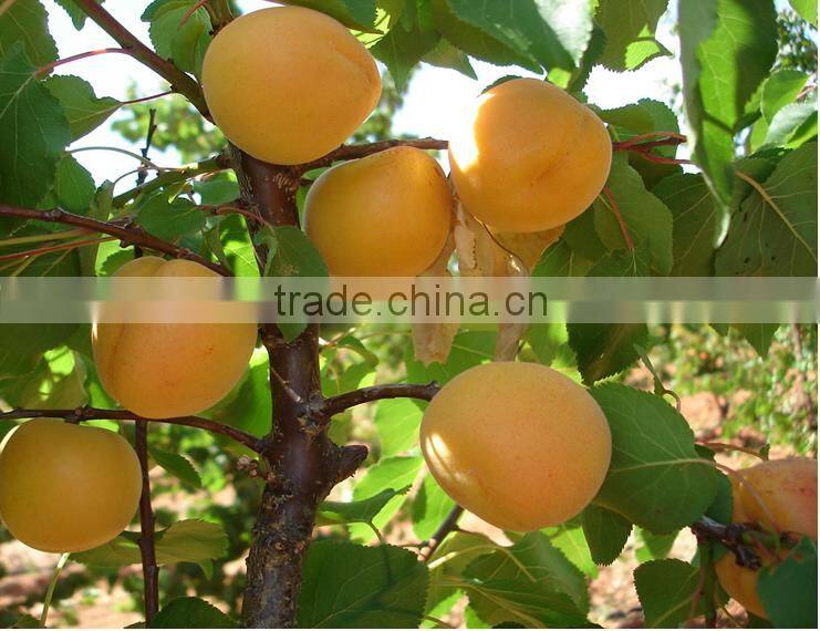 Best quality bakery canned golden peach halves in syrup from South Africa