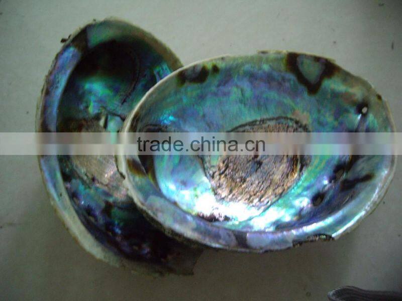Polished new zealand abalone paua shells wholeshale