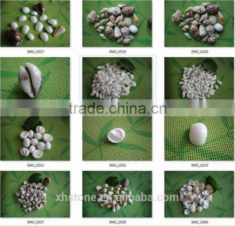 natural decotative semicassis inornata seashell for sale