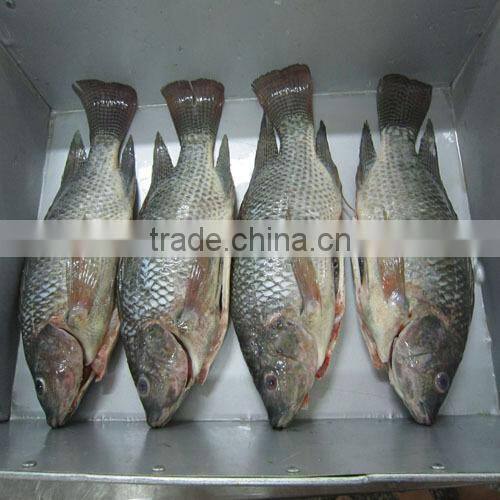 whole & round frozen Tilapia