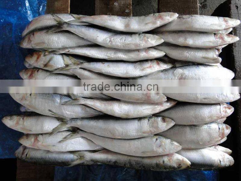 Frozen Seafood Exporters frozen sardine fish