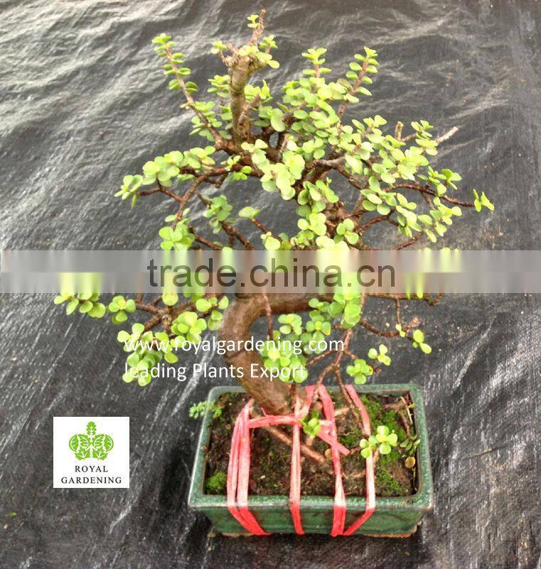 Portulacaria afra ( Jade plant) S shape