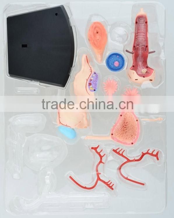 V-HM10 4D MASTER Female uterus model
