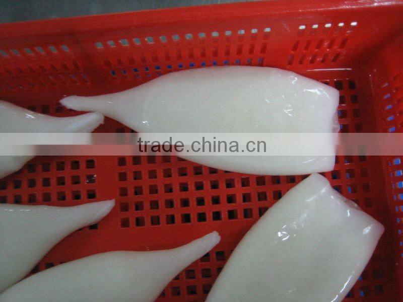 wholesale frozen cleaned squid tube seafood supplier