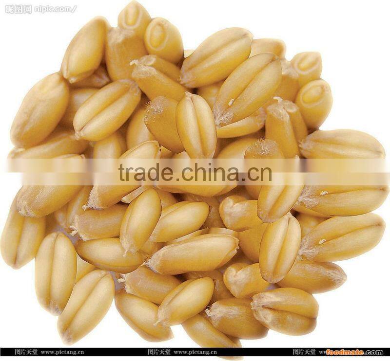 Corn planter/corn seed planter with fertilizer//008613676951397