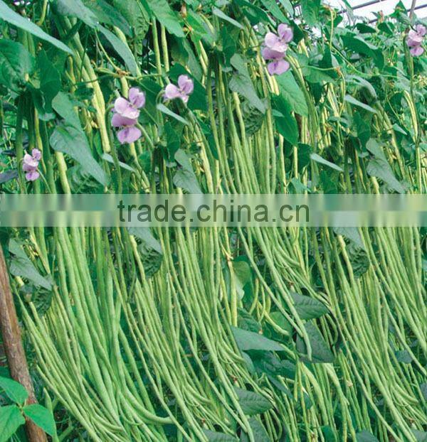 MBE03 Youqi high yield asparagus bean seeds, chinese long bean seeds company