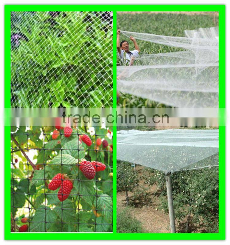 Henan Suntex supply vineyard anti bird net/bird mist net/bop stretch net with low price