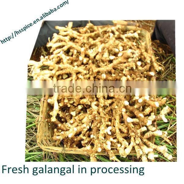 Guangdong Dried Galangal Roots