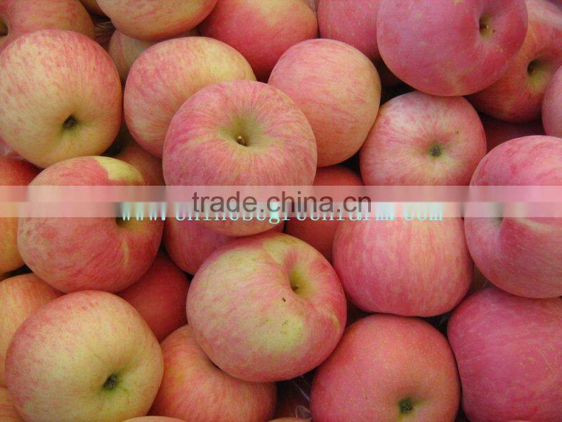 Chinese exporting red fuji apple
