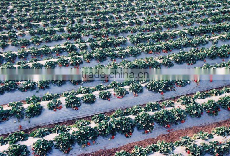 High Quality! agricultural Mulch Film/PE mulch film/ PE agriculture film