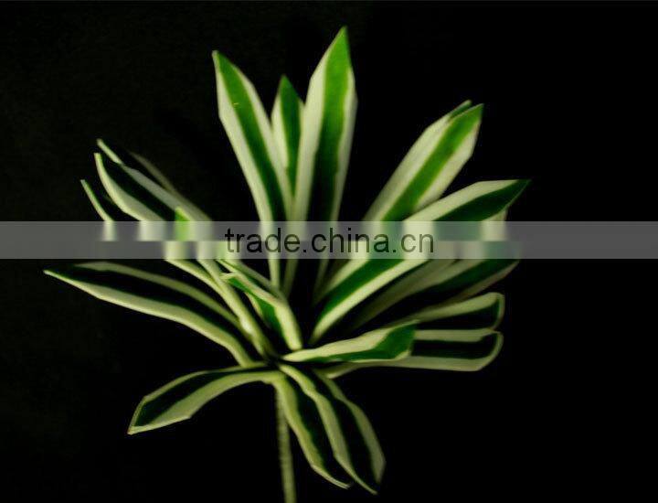 indoor ornamental tropical green foliage plants sale