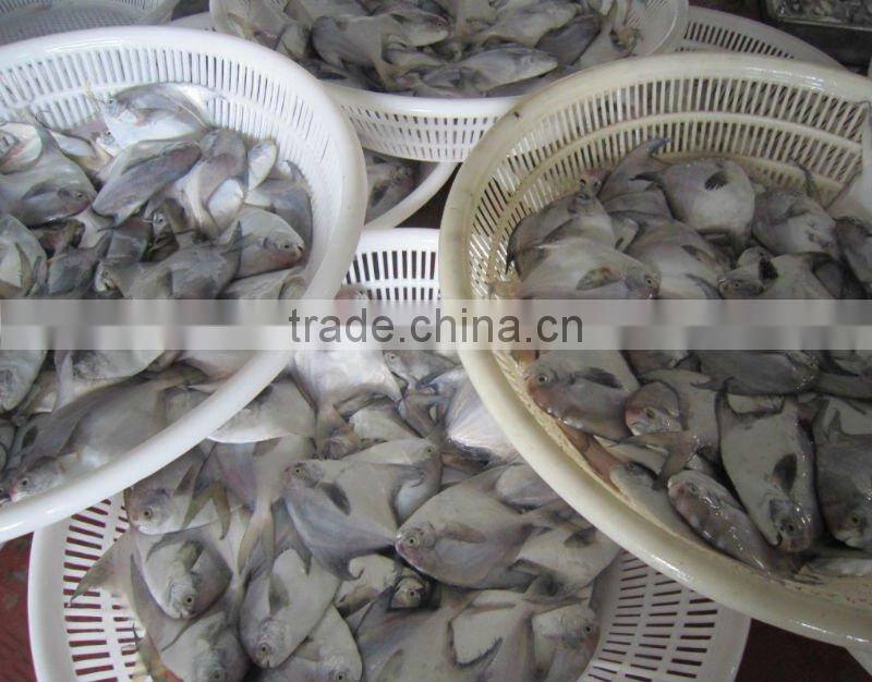 IQF Silver Pomfret seafood