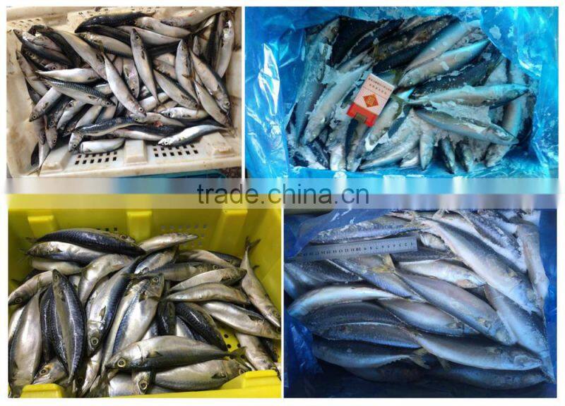 Pacific Mackerel for bait