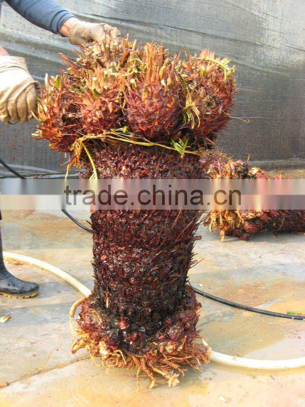 cycas revoluta multi-heads for sell