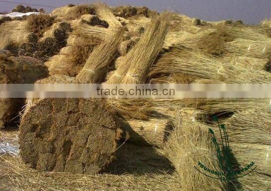 water reed for roof thatching