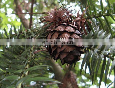 Best quality pine cone sheller with pine nut threshing machine Farm machinery thresher machine good automatic pine nut sheller