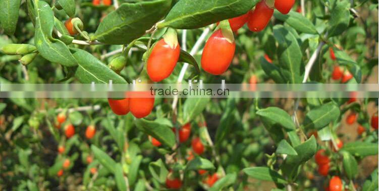 500grains/50g dried goji berry