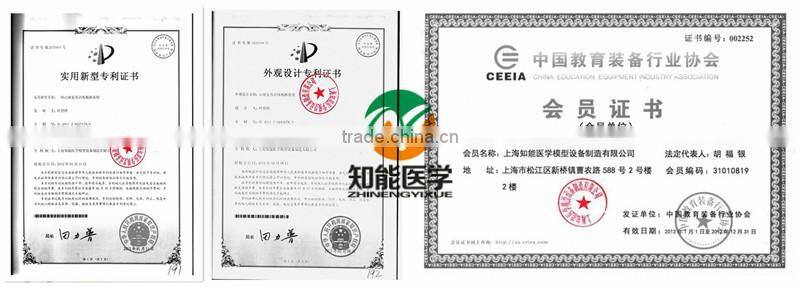 Ear Needles Acupuncture Model BIX-Y1016