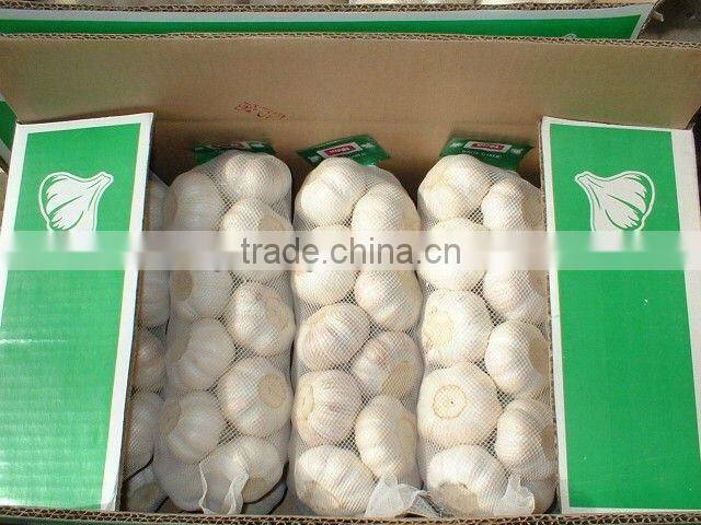 Best quality new crop normal white garlic
