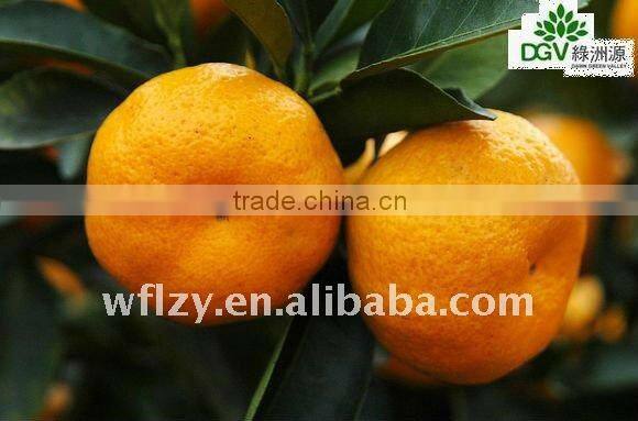 ganzhou Mandarin Orange