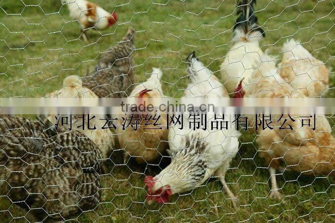 plastic coated chicken wire netting / aviary cage wire mesh /hexagonal wire netting from manufacturer