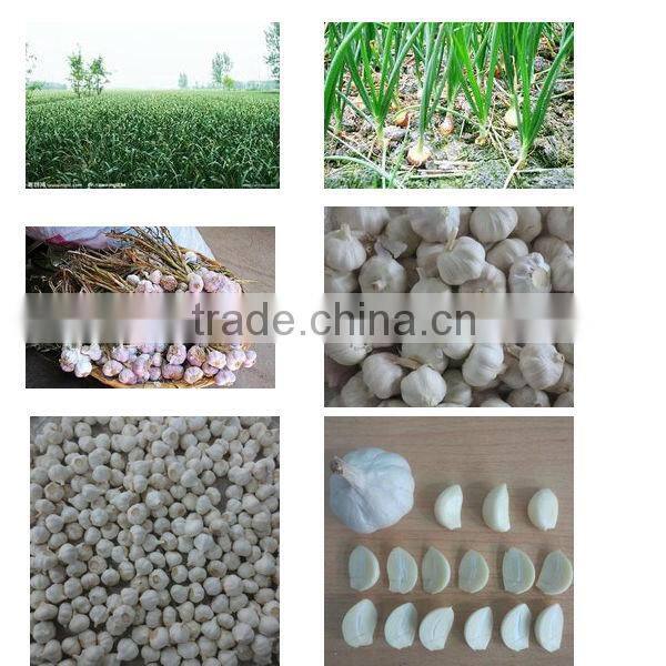 2014chinese fresh pure white garlic