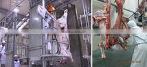 Beef Processing Facility Cow Slaughter