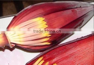 Banana Flower Exporters