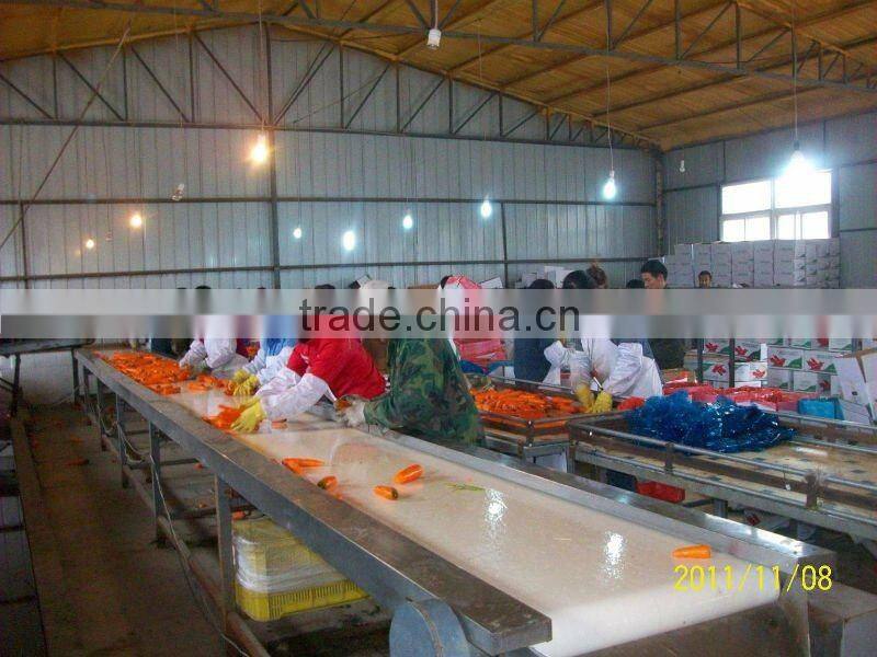 fresh baby carrot/farm fresh carrot