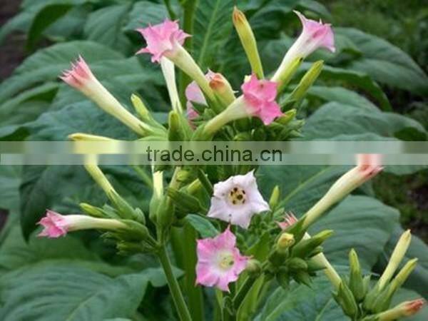 New type of high efficient compound fertilizer cailcium ammonium nitrate