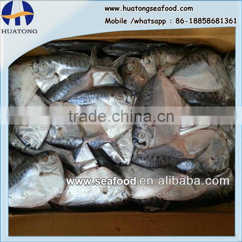 frozen moonfish150-200g/pc whole round IQF Mene Maculata